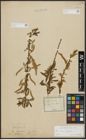 Foto von Salix alba L. x Salix fragilis L.